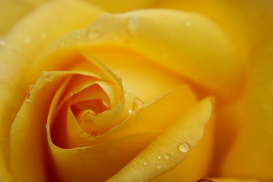 yellow-rose-4251915_960_720